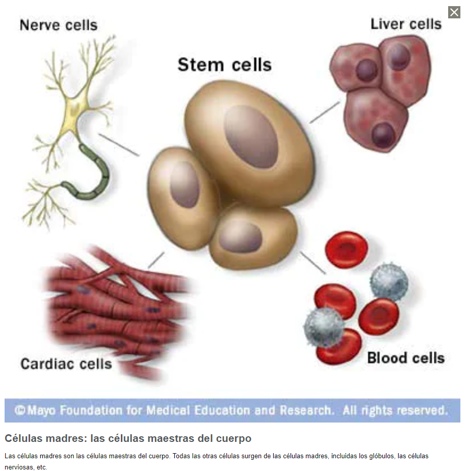 Células Madre Qué Son Y Qué Hacen Kyrios Soter Scientific 8095